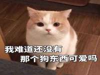 北京霓笙软件科技有限公司