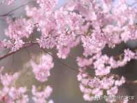 北京霓笙软件科技有限公司