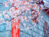 北京霓笙软件科技有限公司