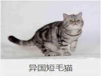 北京霓笙软件科技有限公司