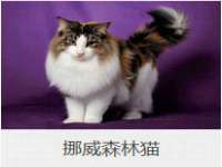 北京霓笙软件科技有限公司