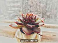 北京霓笙软件科技有限公司
