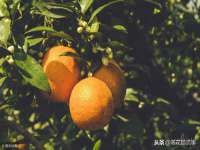 北京霓笙软件科技有限公司