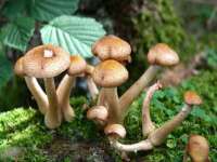 北京霓笙软件科技有限公司
